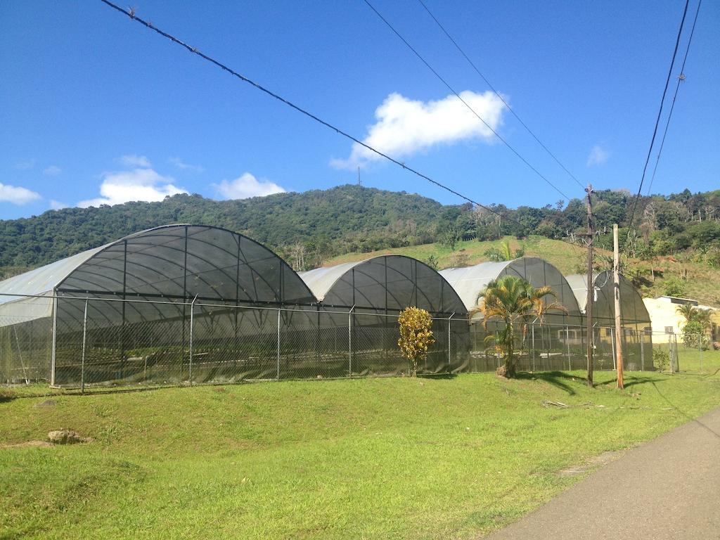 Parador Villas Sotomayor Adjuntas Exteriér fotografie